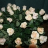 SONY DSC